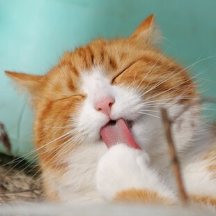 Cat Services in Brunswick